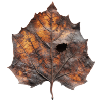 Detailed Close Up of a Brown Maple Leaf with Texture and Holes on a Transparent Background for Nature Close Ups png