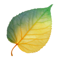 Vibrant Autumn Leaf with Color Gradient Reflecting Nature s Transition and Beauty in Natural Environment png