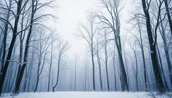 A snowy forest with bare trees and snow photo