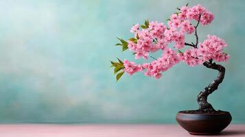 Beautiful Pink Cherry Blossom Bonsai Tree in Elegant Pot photo