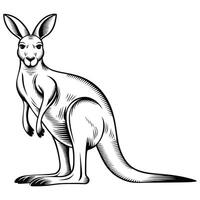 A black and white drawing of a kangaroo vector