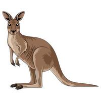 Realistic Yet Simple Kangaroo Design. vector