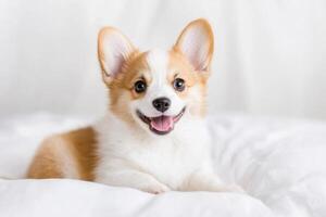 Adorable corgi puppy smiling and looking at the camera while lying on a white surface photo