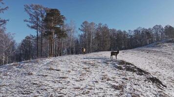 Deer Standing on Snow Covered Hill video