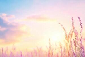 Softly sunlit wheat field under a pastel sky creates a serene and picturesque landscape photo