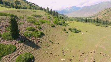 flock of sheep are grazing on green mountain slope at sunny day, drone pov video