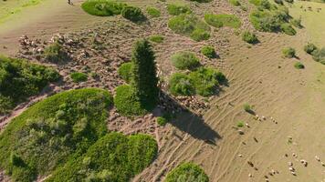 flock of sheep are grazing on green mountain slope at sunny day, drone pov video