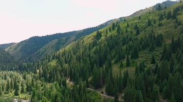 forested mountain slope on summer day, drone view video