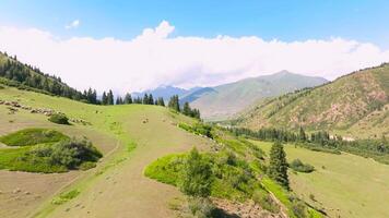 flock of sheep are grazing on green mountain slope at sunny day, drone pov video