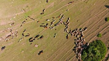 sheep and cows are moving to cattle pen on green mountain slope, drone view from above video