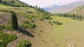 flock of sheep are grazing on green mountain slope at sunny day, drone pov video