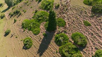 flock of sheep are grazing on green mountain slope at sunny day, drone pov video