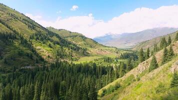 forested mountain gorge on summer day video