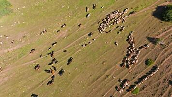 sheep and cows are moving to cattle pen on green mountain slope, drone view from above video