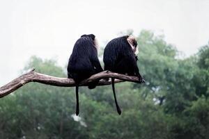 Black Monkeys Sitting Back-to-Back on a Wooden Perch. Wild Monkeys Sitting Calmly on a Tree Trunk. Two Monkeys Resting on a Tree Branch in Nature photo