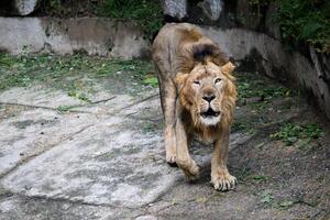 Male Lion Walking in Zoo Habitat with Closed Eyes. Close-Up of a Lion s Intense Facial Expression photo