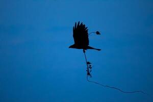 Silhouette of Bird with Branches in Blue Sky. Silhouette of Bird in Flight with Entangled Branches photo