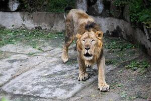 Male Lion Walking in Zoo Habitat with Closed Eyes. Close-Up of a Lion's Intense Facial Expression photo