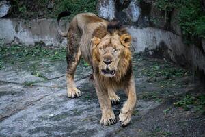 Male Lion Walking in Zoo Habitat with Closed Eyes. Close-Up of a Lion Intense Facial Expression photo