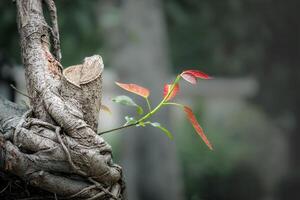 Fresh Sprout on Weathered Bark. Red and Green Leaves on a Sturdy Branch photo