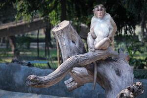 Calm Monkey Sitting on Branch in Nature. Monkey Perched on Tree Branch in Zoo photo