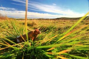 Toy cow figurine placed on grassy ground in an outdoor setting, capturing a whimsical farm scene photo