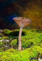 Pseudoclitocybe cyathiformis, saprophytic fungus growing among moss and fallen leaves under trees in the grass. photo