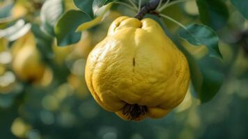 Close-up view of ripe quince fruit hanging from a lush green tree branch on a sunny day in late summer, showcasing its distinct yellow color and textured surface photo
