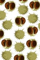 set of chestnuts castanea pattern With Thorny green outer skin and brown seed issolated on white vector