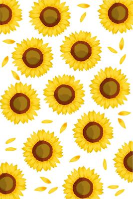 Beautiful yellow sunflower and petal on white background