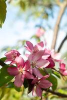 Close-Up of Pink Blossom on Tree Branch in Spring. Soft focus. photo