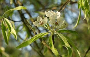 Beautiful white blossoms of a blooming pear tree on a tree branch with bright green leaves and soft natural light. Soft focus. photo