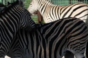 Zebras Enclosure Zoo Conservation. Two dark, one light zebras stand in a zoo enclosure, showcasing conservation efforts. photo