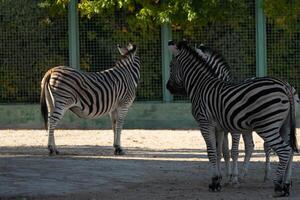 Zebras Zoo Enclosure Summer. Two zebras stand near a fence in a zoo enclosure during summer, likely for conservation and display. photo