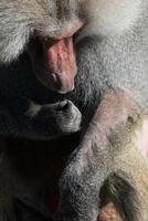 Baboon Portrait Zoo Animal Closeup. A hamadryas baboon stares intensely at the camera, its long, gray fur and prominent snout visible. photo