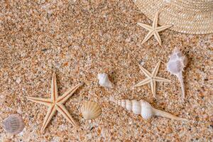 Sand shells background. Summer time concept with sea shells and starfish on the sand photo