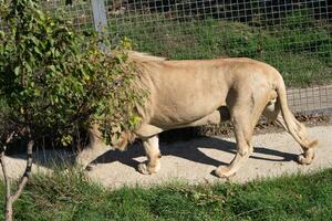 Lion Walking Enclosure Zoo - A majestic lion walks through a grassy enclosure at a zoo, providing a glimpse into its natural habitat. photo