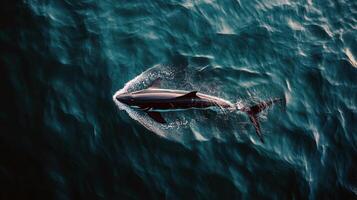 Aerial view of great white shark swimming in ocean waves photo