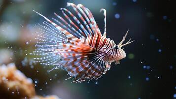 Vibrant lionfish in clear blue ocean with flowing fins and spotted patterns photo