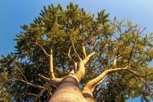 Giant old tree with bottom up perspective view 100 photo