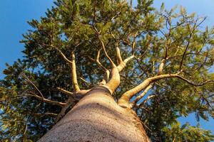 Giant old tree with bottom up perspective view 2 photo