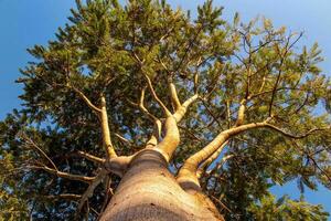 Giant old tree with bottom up perspective view up photo