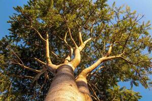Giant old tree with bottom up perspective view top top photo