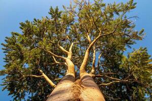 Giant old tree with bottom up perspective view photo