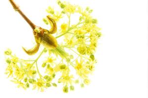 Spring young macro of a tender blossoming tree sprout photo