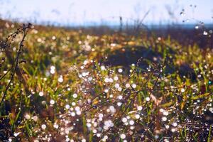 Morning fresh dew on green grass shining in the sun photo