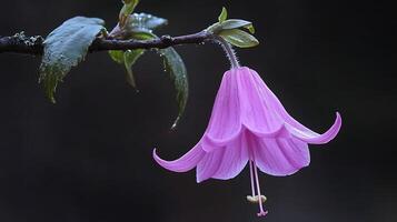 A pink flower is hanging from a branch photo