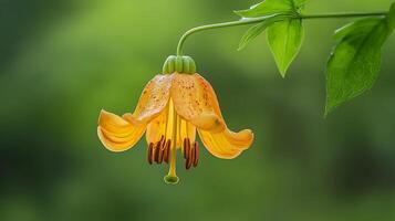 A single orange flower is hanging from a tree photo
