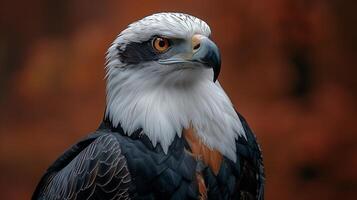 A closeup of an eagle with sharp eyes and detailed feathers against a warm brown background photo