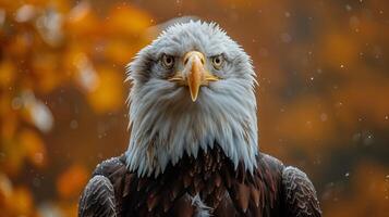 Bald eagle with a sharp gaze and detailed feathers set against a warm background photo